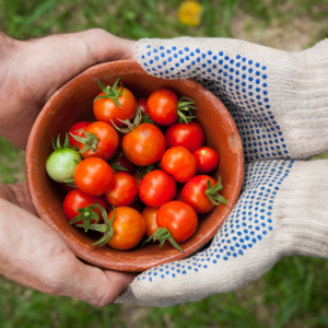 Una persona que lleva los guantes de punto de seguridad multipropósito con palmas de PVC antideslizantes con puntos mientras sostiene un recipiente resbaladizo lleno de tomates